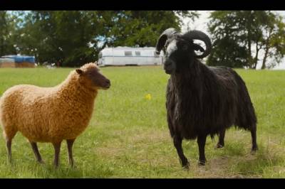 «The Sheep Detectives» kommer på Prime Video allerede i morgen
