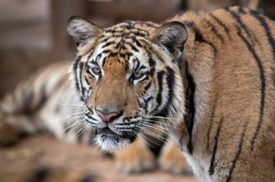 Over 70 tigre døde i park i Thailand