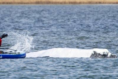 «Timmy» rører Tyskland: Frykter norsk drap