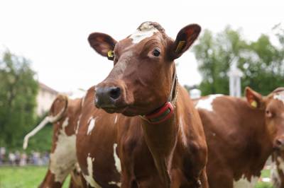 Tine kutter ut melk fra kyr som har fått fôr tilsatt metanhemmere