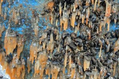 Miljøvennlig beskyttelse mot groe