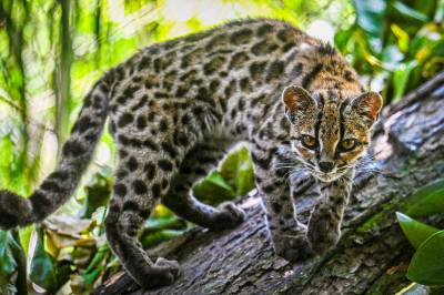 Ny kattart oppdaget i Bolivia – den første på over 100 år