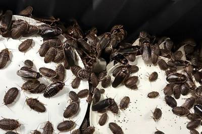 Beslagla over 100.000 kjempekakerlakker
