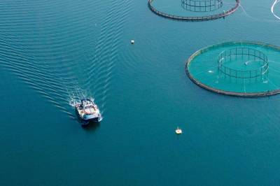 Dropper Mowi-laks med russisk fôr etter avsløring