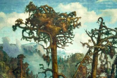 Trærne i Norge så annerledes ut for 300 år siden