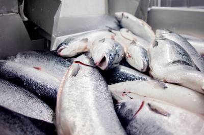 Gigante Salmon gikk over 23 millioner kroner i minus i første kvartal