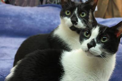 ID-merking av katt blir påbudt, også i Norge