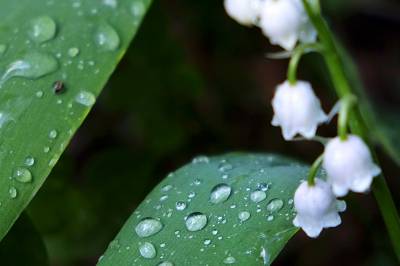 Hva heter denne blomsten?