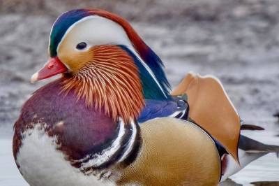 Morten fekk sjå fargeklatten for første gong: – Ikkje kvardagskost