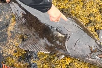 Storfangst i Leirfjord: – Fy faen!