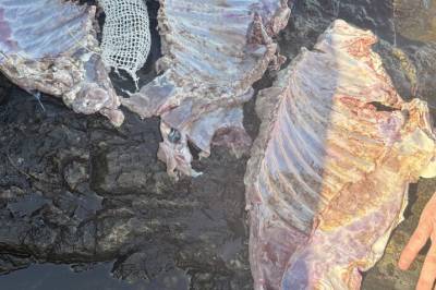 Skulle bade: Fant blodige kadavre