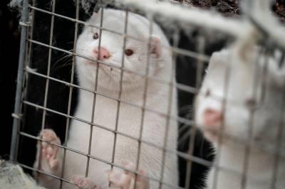 Danmark forbyr minkoppdrett