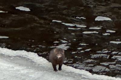 Hva gjør en mink midt i Oslo?