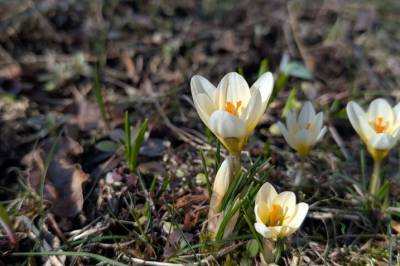 Slik vet krokusen når den skal blomstre