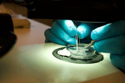 Nå klarer forskeren å melke ut den kraftige giften fra dette insektet