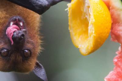 Kan Nipah-viruset komme til Norge?