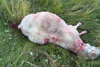Lokale sauebønder har forsterket tilsyn av dyrene sine etter bjørneangrep i Vardø