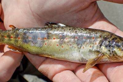 Denne vesle ørreten døde av dykkersyke. Og ble et bilde på vannkraftens skjulte problem