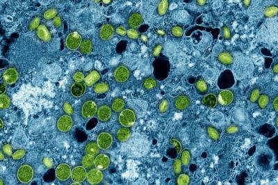 M-kopper påvist i Danmark – kan dukke opp i Norge