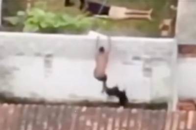 Vakthund stopper narkosmugler