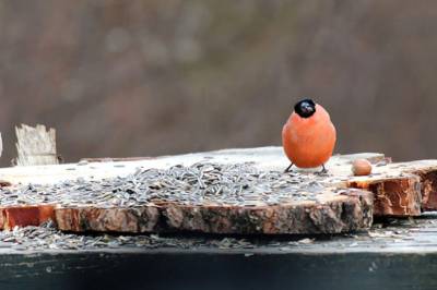 Derfor får dyrene ekstra oppmerksomhet i jula