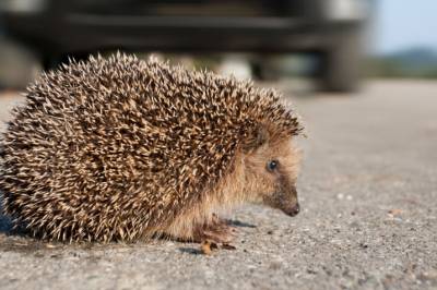 Mange piggsvin blir påkjørt av biler. En dansk forsker har en idé som kan redde dem