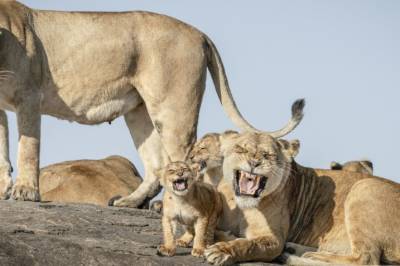 Her er årets morsomste øyeblikk fra dyreriket