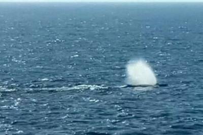Truet med å kaste mobilen på havet