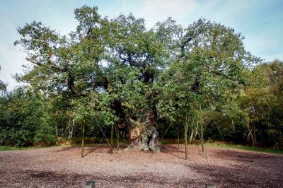 Det 1200 år gamle «Robin Hood-treet» er dødt