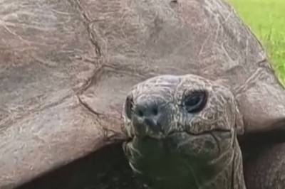 Verdens eldste skilpadde fanget i viral kryptosvindel