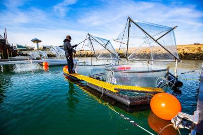 Kan vi bruke havet for å fange karbon?