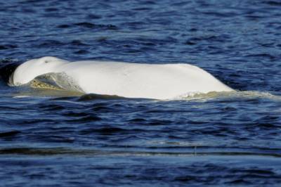 Hokksund-hvalen tilbake igjen