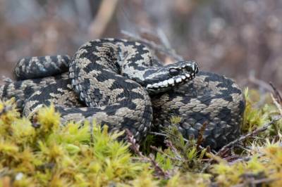 Slik bør du forhalde deg til hoggormen