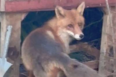 Reven slo til: – Skjønte det var liv og død