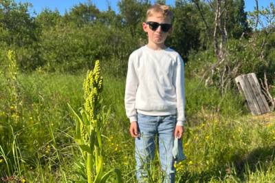 Giftig plante sprer seg ved barneskole: – Synes ikke kommunen gjør nok
