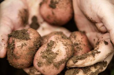 Nordmenn spiser mer poteter