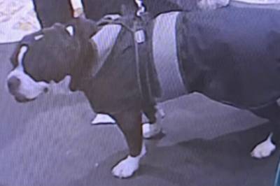 Drapssiktede hadde med seg hund