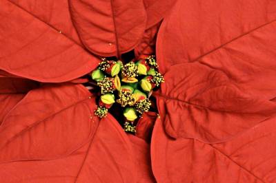 Fra hvilket land planten som vi kaller julestjerne?