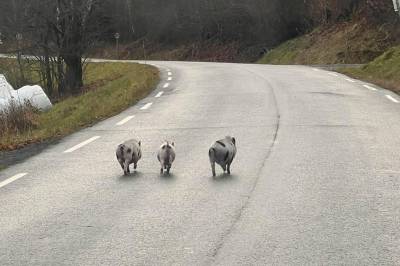 Biffen, Babe og Harry Porker på rømmen