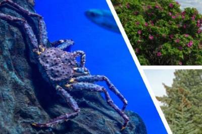 Dette har konge­krabbe, rynke­rose og sitkagran til felles