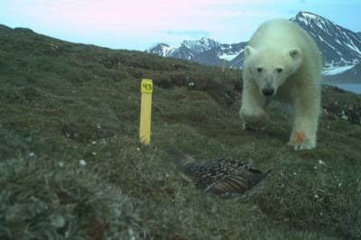 Isbjørn truer ærfugl­bestanden på Svalbard
