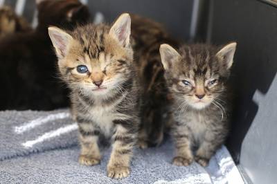 Hundrevis av dødssyke katter må reddes fra kommunale boliger