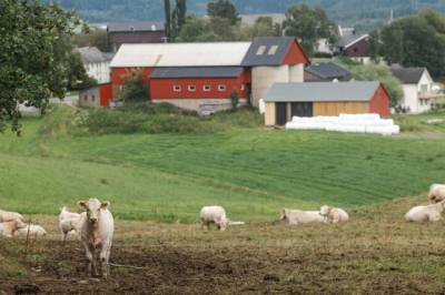 Hvor mye nedgang av rødt kjøtt tåler norsk matproduksjon?