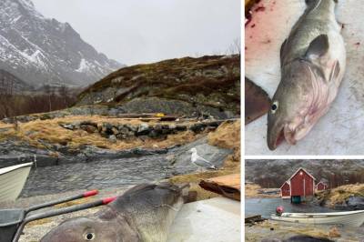 Nei til torskeoppdrett på Tennskjæret