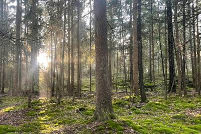 Nå skal vi visst ødelegge natur for å bevare natur. Velkommen til Fredrikstad. 