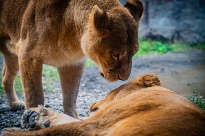 Tre løvinner i Tokyo Zoo dør av heteslag