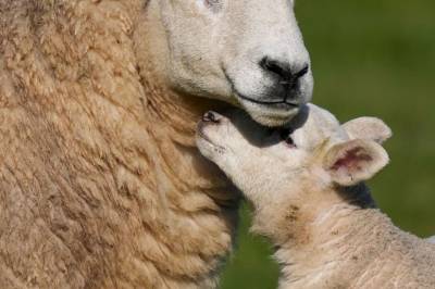 Derfor spiser vi påskelam