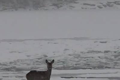 Her kjemper «Bambi» for livet på isen