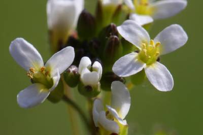 Sånn reagerer planter på stress