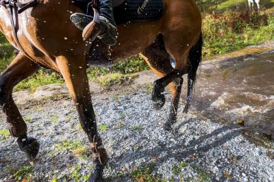 Hesteeiere advares: Ny sykdom som kan smitte til mennesker påvist i Sverige